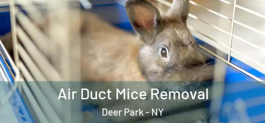 Air Duct Mice Removal Deer Park - NY